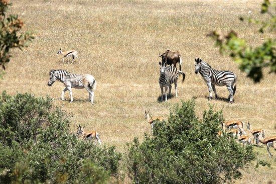 Wildlife Retreat On A Wine-farm