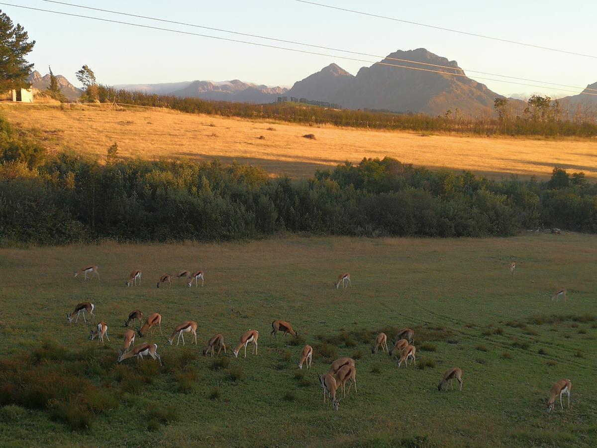 Wildlife Retreat On A Wine-farm * Stellenbosch